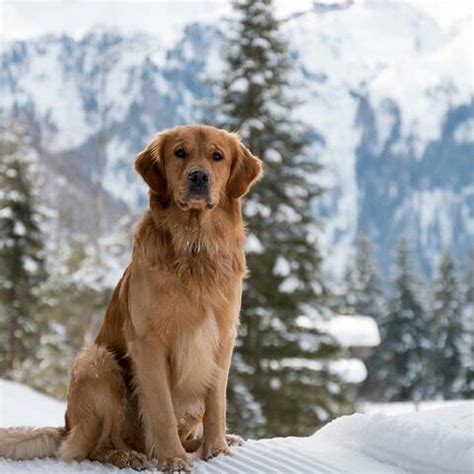 Golden retriever puppy rescueissues of cooperation: Wallace ♥ | Golden puppies, Golden retriever, Snow dogs