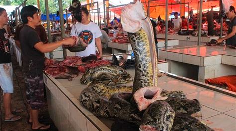 Ketika seseorang bermimpi makan daging babi, ini berarti mereka sedang melalui masa dalam hidup mereka di mana mereka merasa berlimpah dan penuh dengan kehidupan. Arti Sebenarnya Mimpi Makan Daging Ular Menurut Primbon Jawab