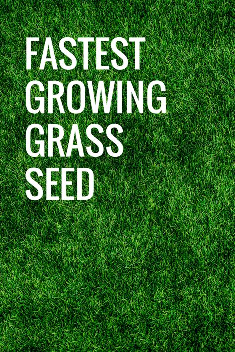 Is it ok to plant grass seed in the winter? Pin by borislav.boltunkov on Health in 2020 | Growing grass, Grass seed, Best grass seed lawn