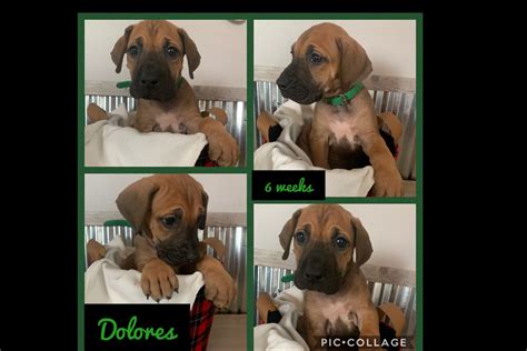 You will need to pay attention to the right diet for dane puppies as they need large breed puppy food to ensure they don't grow too fast. Northern Colorado Great Danes - Great Dane Puppies For ...