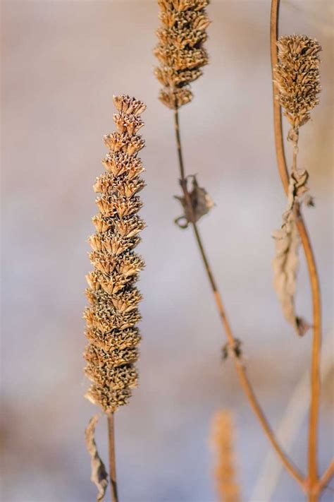 Cactus has a reputation for being easy to grow because it doesn't need a lot of water. How to Grow Anise Hyssop | Gardener's Path