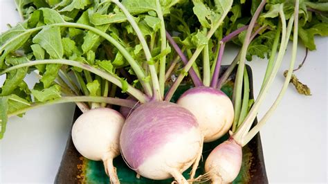 When to harvest turnips will depend somewhat on which variety you're growing and how tender you want the roots to be. turnips-nutrition - SuperFoodsRx | Change Your Life with ...