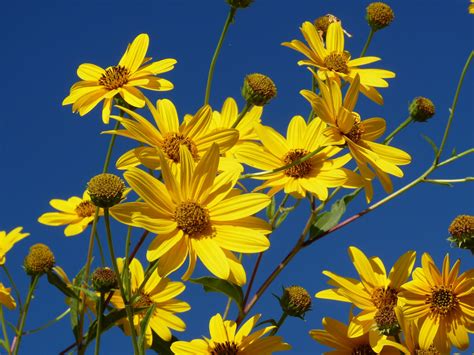 Vegetazione spontanea con fiore giallo. I fiori spontanei di Acuto (Fr) - I fiori gialli del Topinambur | Fiori gialli, Fiori, Gialli