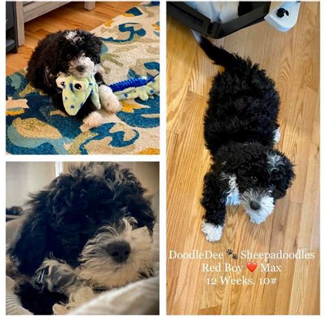 Their mother, paris, is a sheepadoodle and their father, indy, is a poodle. Mini Sheepadoodles in 2020 | Goldendoodle, Sheepadoodle ...