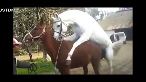 Kuda poni (pony ) , adalah kuda yang termasuk jarang pemiliknya. Proses kuda dan iguana kawin - YouTube