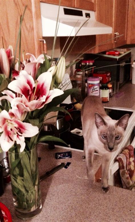 They will be wormed and littre trained ready to leave our beloved cat was taken from our driveway in november 2015 in south west london. Flowers for me? | Siamese cats, Kitty, Blue point siamese