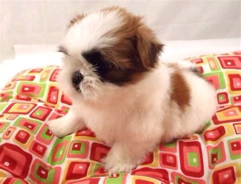 The average weight for this breed is 9 to 16 pounds and these dogs only stand 8 to 11 inches tall at maturity. PEDIGREE PUPS ONLINE Puppies for sale in Singapore (Shih ...