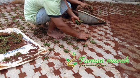 Gemburkan tanah dan ratakan, supaya saat tumbuh bisa rata. TANAM RUMPUT DI GRASS BLOCK MUDAH SEKALI | JUAL TANAMAN ...