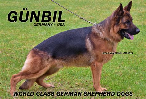 Breeder of von barrenberg german shepherds for 30 years in mass !!! German Shepherd Puppies For Sale in Larkspur CO | Gunbil ...