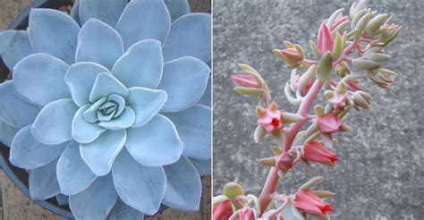 It is a member of the genus echeveria. Echeveria 'Bambino' | World of Succulents
