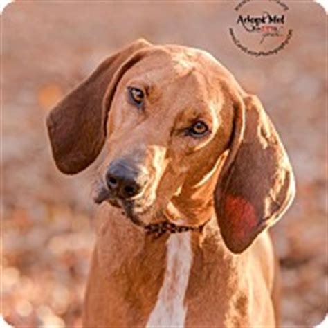 Always spay or neuter your pets. Cincinnati, OH - Bloodhound/Redbone Coonhound Mix. Meet ...