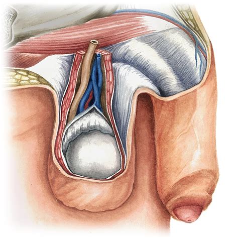 Male human anatomy vector diagram. Male reproductive organs - Anatomy Study Guide | Kenhub
