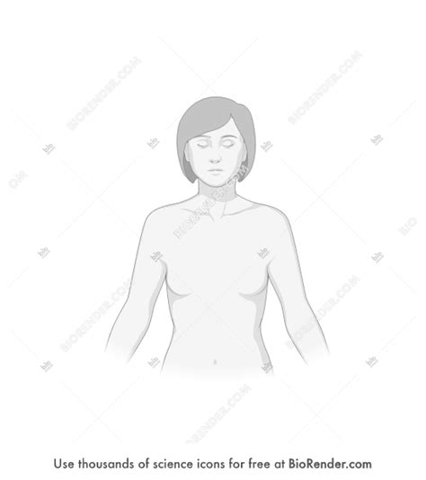 Female torso anatomy voice over.promo. Female Upper Torso Anatomy : Female Upper Body Anatomy ...