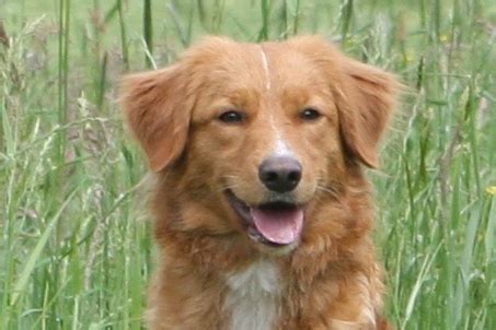 Der nova scotia duck tolling retriever ist eine geeignete rasse für erfahrene hundeführer oder anfänger, die bereit sind, sich mit der rasse auseinanderzusetzen und dem hund ein adäquates umfeld mit entsprechender beschäftigung zu bieten, beispielsweise mit agility oder dummyarbeit. Familie Hoffmann - Nova Scotia Duck Tolling Retriever vom ...