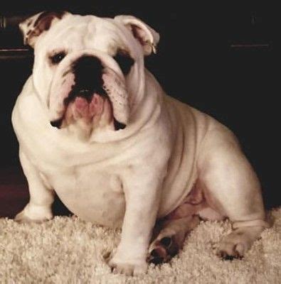 French bulldog breeder is located in richmond, virginia and we can also organize interstate domestic shipping. Pin by Shelley Griffith-Mchugh on Bullies in 2020 ...