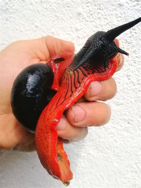 How do you keep a snail as a pet? This Fire Snail Is The Vampire Equivalent Of A Slug in ...