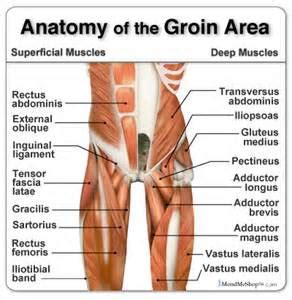 They run from the inner thighs and run up to the pelvic bone. Groin injury prevention; why they occur and four ways to ...