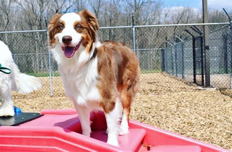 On the street of west bay front road and street number is 840. Dog Daycare for All Breeds, Sizes and Temperaments ...