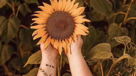 The sunflower (helianthus annuus) is a living annual plant in the family asteraceae, with a large flower head (capitulum). 15 Kata-Kata Bunga Matahari yang Penuh Makna | KepoGaul