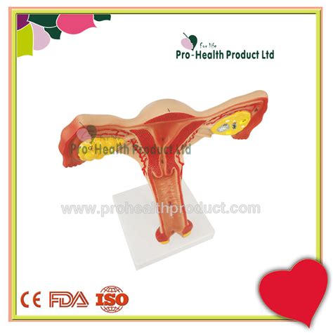 List of related male and female reproductive organs. Female Internal Genital Organs Uterus Anatomical Model - Buy Female Genital Organs Model,Uterus ...