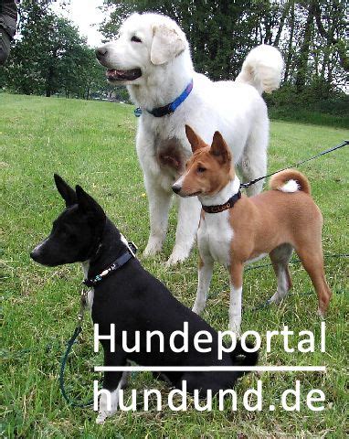 On aliexpress, you can finish your search for basenji hunde and find good deals that offer a. Basenji, Basendschi, Congo Dog Foto 21189 - hundund.de