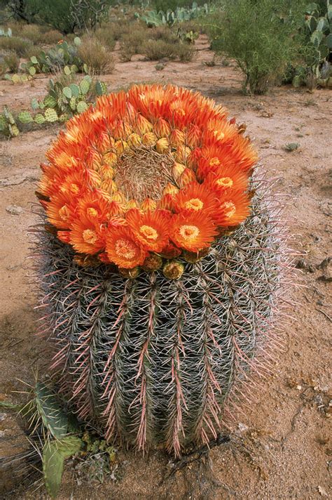 Collection by marti clark • last updated 2 weeks ago. Sonoran Desert | Frontier Forums