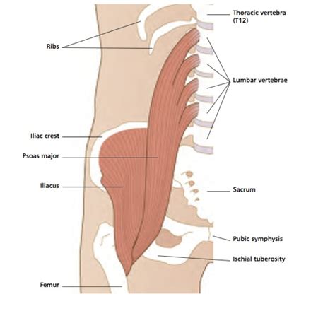 The hip flexors are a group of muscles including both muscles of the hips and upper thighs. Vivian Grisogono - ABOUT THE HIP