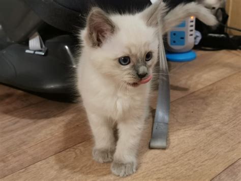 Breeding quality siamese kittens and balinese kittens since 2003. Lilly - Ragdoll Kitten for sale in San Diego, California ...