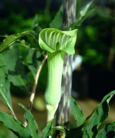 Arisaema is a large and diverse genus of the flowering plant family araceae. International Aroid Society