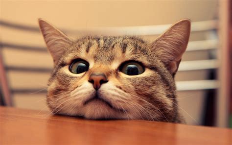 Find the best hd 1080x2340 wallpapers. 10 New Funny Cat Wallpaper Hd FULL HD 1920×1080 For PC ...