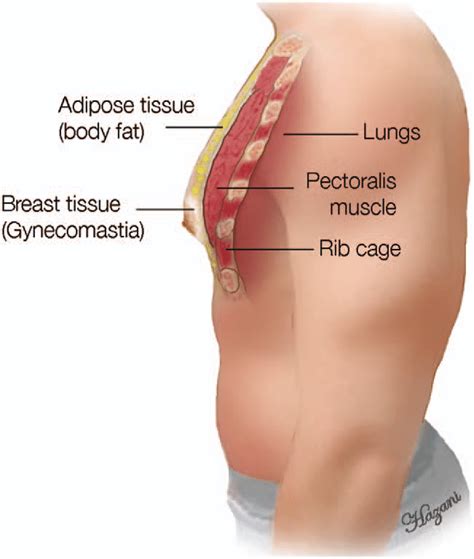 The muscle cells of skeletal muscles are much longer than in the other types of muscle tissue, and are often known as muscle fibers. Side view of the male chest showing the different layers ...