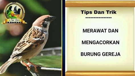 Maybe you would like to learn more about one of these? Mengacorkan Dan Merawat Burung Gereja - YouTube