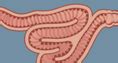The digestive system includes the digestive tract and its accessory organs, which process food into molecules that can be absorbed and utilized by the cells of the body. Digestive System Gizmo : ExploreLearning