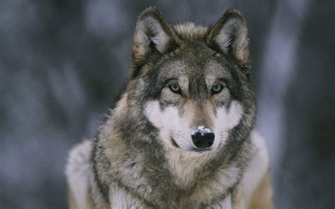 Maybe you would like to learn more about one of these? Wolf wallpaper | 2880x1800 | #75170