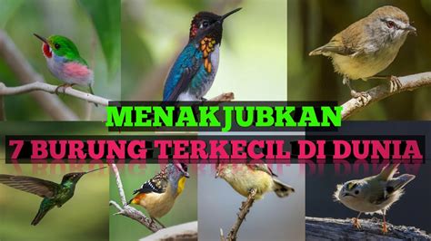 Burung kakak tua adalah burung paruh bawah yang tergolong memiliki paruh spesial. 7 Burung Cantik Paling Kecil di Dunia | 7 Smallest ...