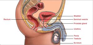 Milking your prostate has long been used in the past by urologists for treating prostatitis and chronic pelvic pain syndrome. What Does the Prostate Do? - Understanding About the Prostate