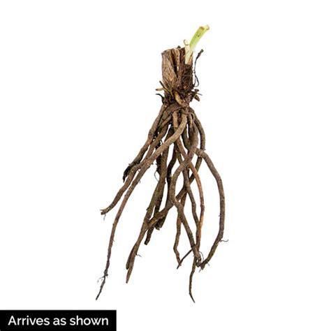 Wholesale daylily mixed plant root. Get Jiggy Daylily - Reblooming Hemerocallis | Michigan Bulb