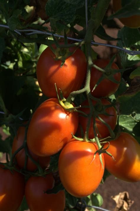 Ac milan also dropped points after a largely poor performance against inter in last week's derby. Tomato, Roma 'Milan' F1 (Solanum lycopersicum) | Lambley ...