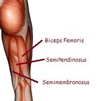 Posterior view of the right leg, showing the muscles of the hip, thigh, and lower leg. Hamstring Strains: How to treat them and how to avoid ...