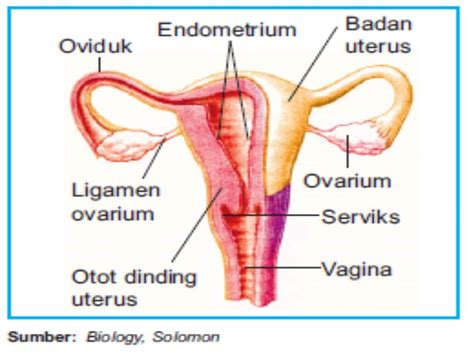 Ovarium merupakan organ utama pada wanita. Organ Reproduksi Manusia