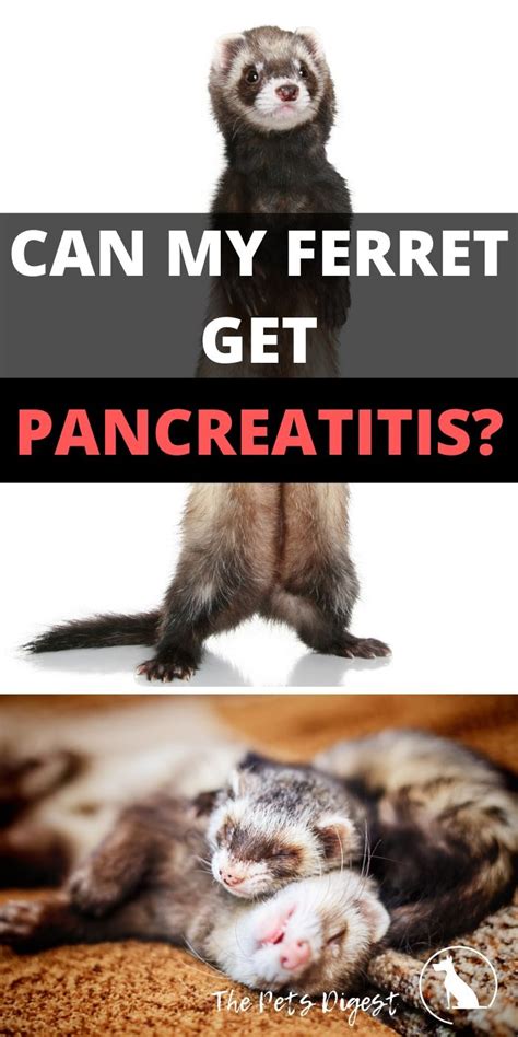 Each species is host specific, meaning that the coccidia that affect your birds are not the same as the ones that can affect your dog or cat or even yourself. Pancreatitis is well documented in cats, birds and dogs ...