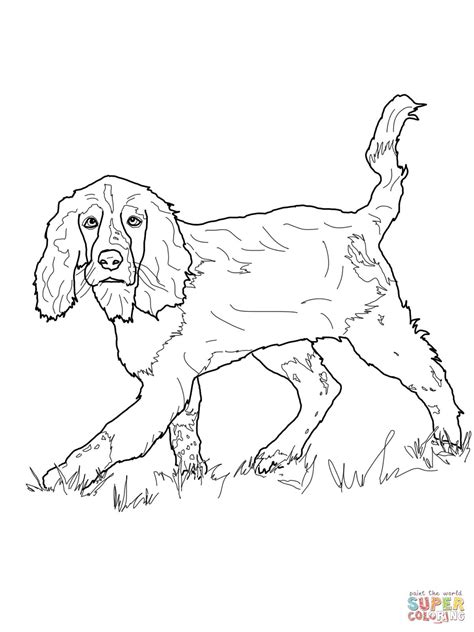 Breeders of merit are denoted by level in ascending order of: English Springer Spaniel | Dog coloring page, Spaniel art ...