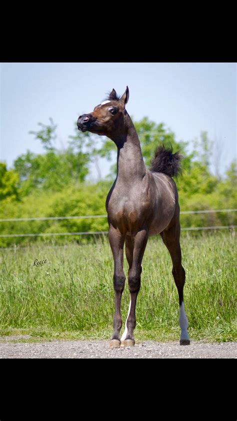 With a distinctive head shape and high tail carriage, the arabian is one of the most easily recognizable horse breeds in the world. Arabian foal (With images) | Cute horses, Pony horse, Foals