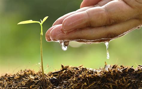 Last but not least, the decomposers (fungi and bacteria) or detritus feeders (insects) feed on dead animals and plants releasing their nutrients back into the soil. Compost Tea: A Recipe for Healthy Cannabis Plants | Leafly