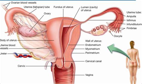 Female flower, so different structure. Life processes - Plants and Humans | Importance of life ...