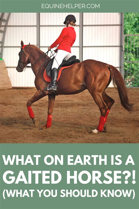 A little hint thrown in or some gestures can turn him on in no time. Pin on Horseback Riding Tips