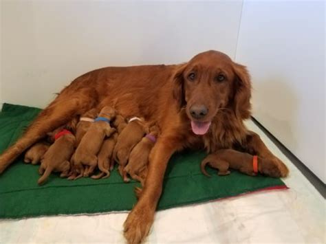 Watch these new born golden retriever puppies grow up; Golden Retriever, Golden Retrievers, puppies, breeder ...