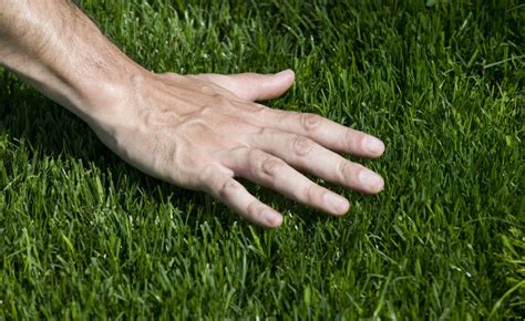 In my central pennsylvania lawn i don't have any bermuda, but i do have two or three types of grass. How To Get Rid of Bermuda Grass - Tenant Screening ...