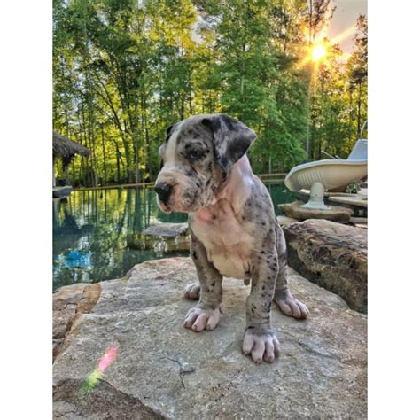 Gema the great dane mix was born with a little something extra. 12 weeks old AKC Great Dane puppies only 4 left in Atlanta ...