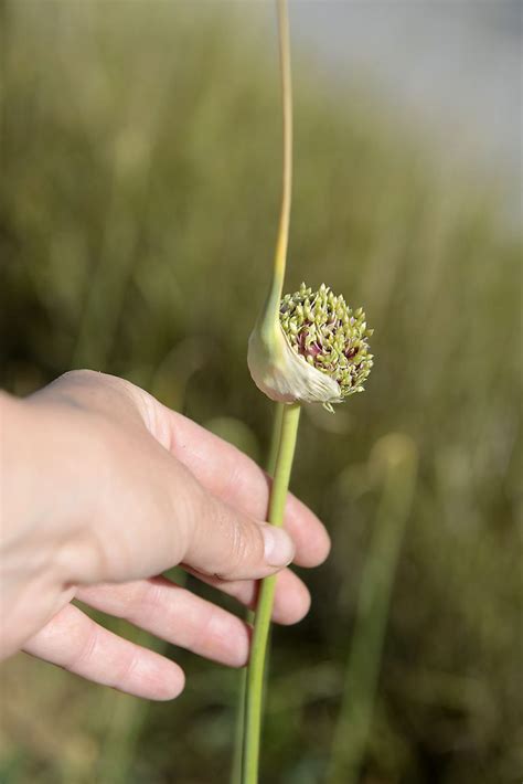 Die ernte ist nur möglich, wenn die weizenpflanzen voll. Tipp: Wie erkenne ich, wann der Knoblauch reif ist ...